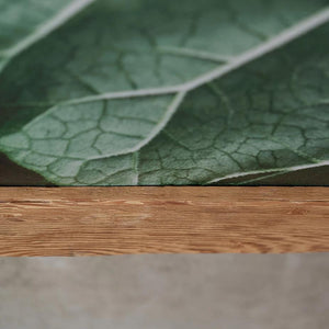 Canvas art Rhubarb leaves in wooden frame, photo by Anna Maskava - HONEY FURNITURE